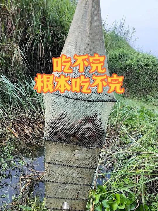 带大家看看生活在湖北农村，想吃小龙虾和黄鳝有多容易。