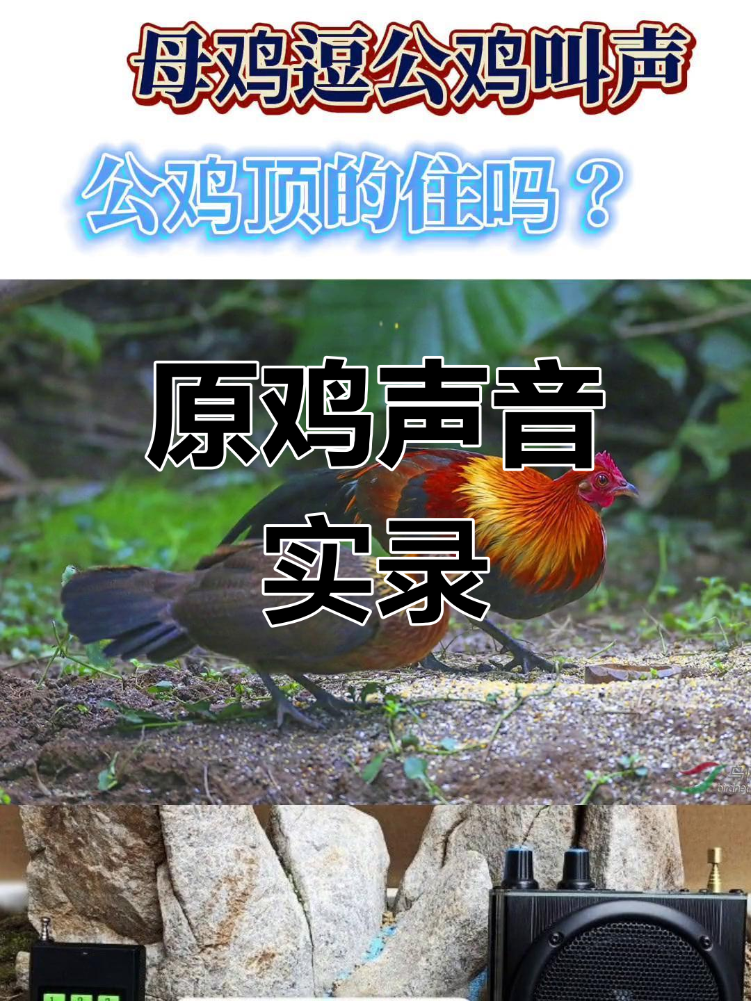 母鸡与小鸡的叫声,高清实录,生动有趣