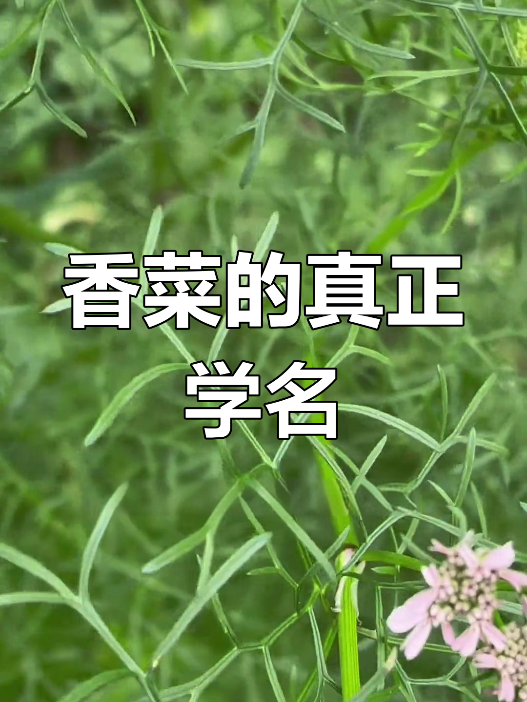 香菜学名叫严虽,农村人叫法更准确