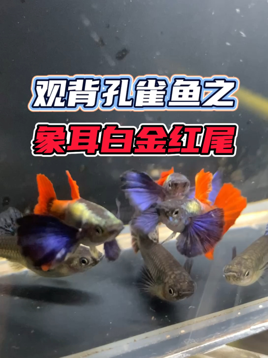 观背孔雀鱼之象耳白金红尾 观赏鱼 孔雀鱼