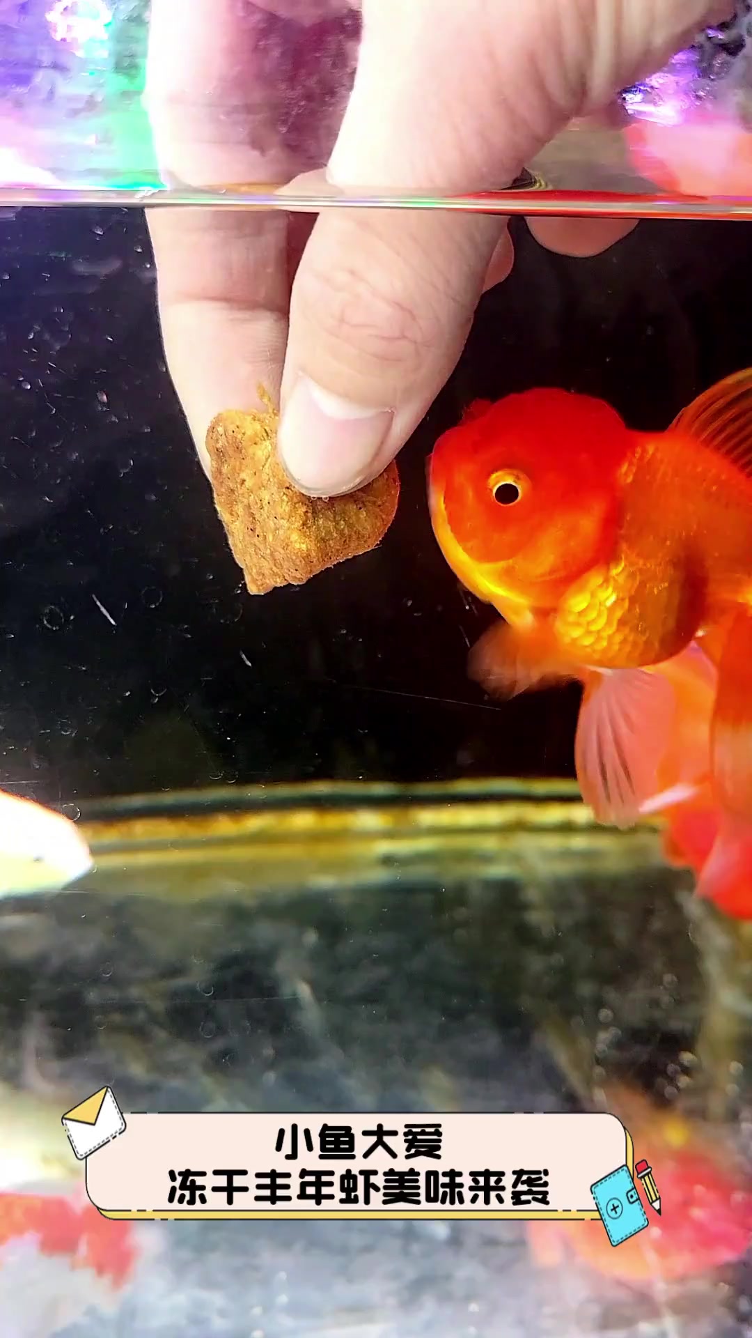 小鱼大爱,冻干丰年虾美味来袭