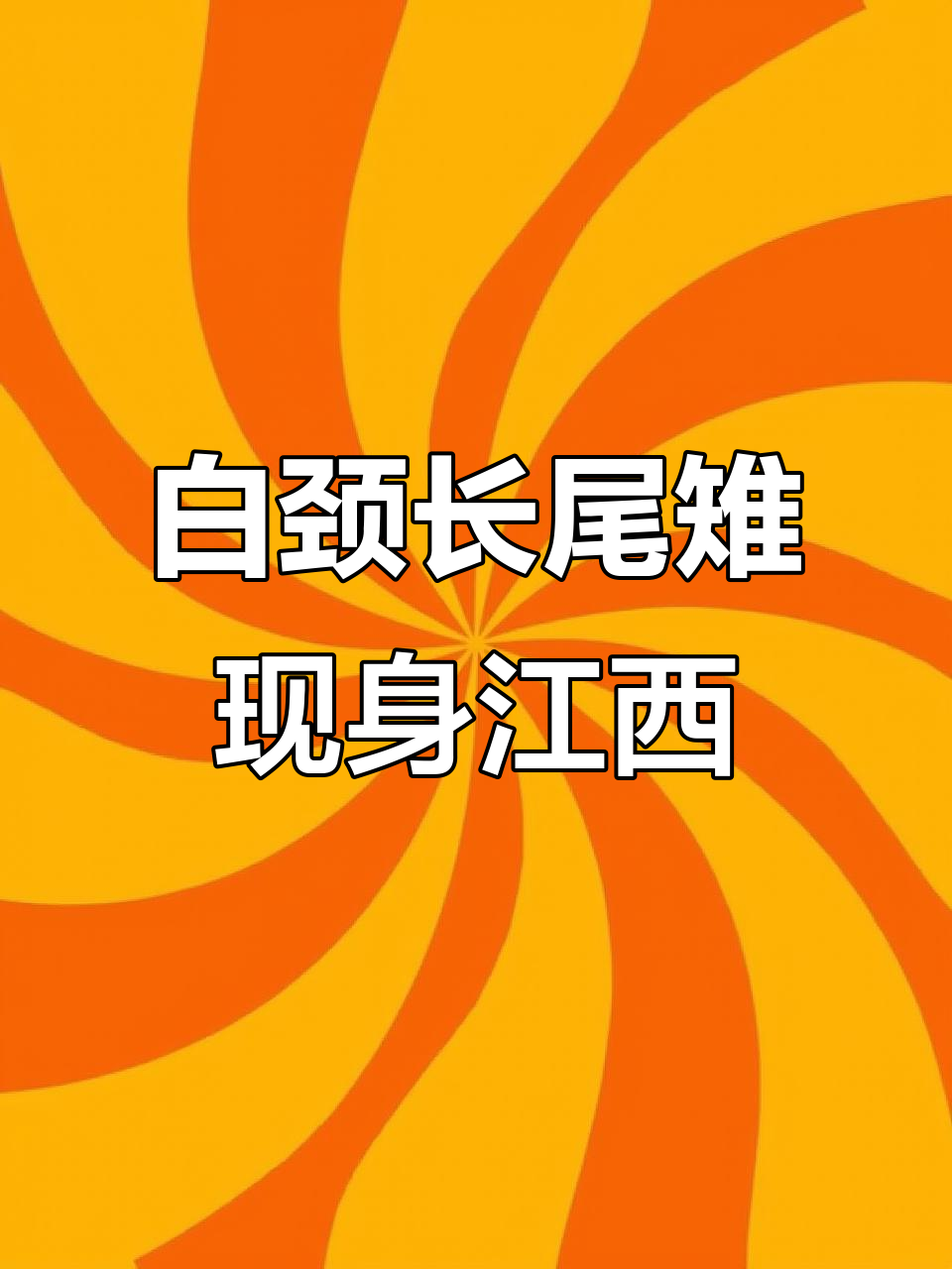 江西武宁现身珍稀白颈长尾雉，鸟中“国宝”亮相