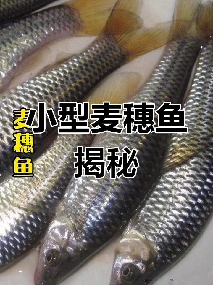 麦穗鱼:小型淡水鱼类,耐寒力强,常见于溪流湖泊