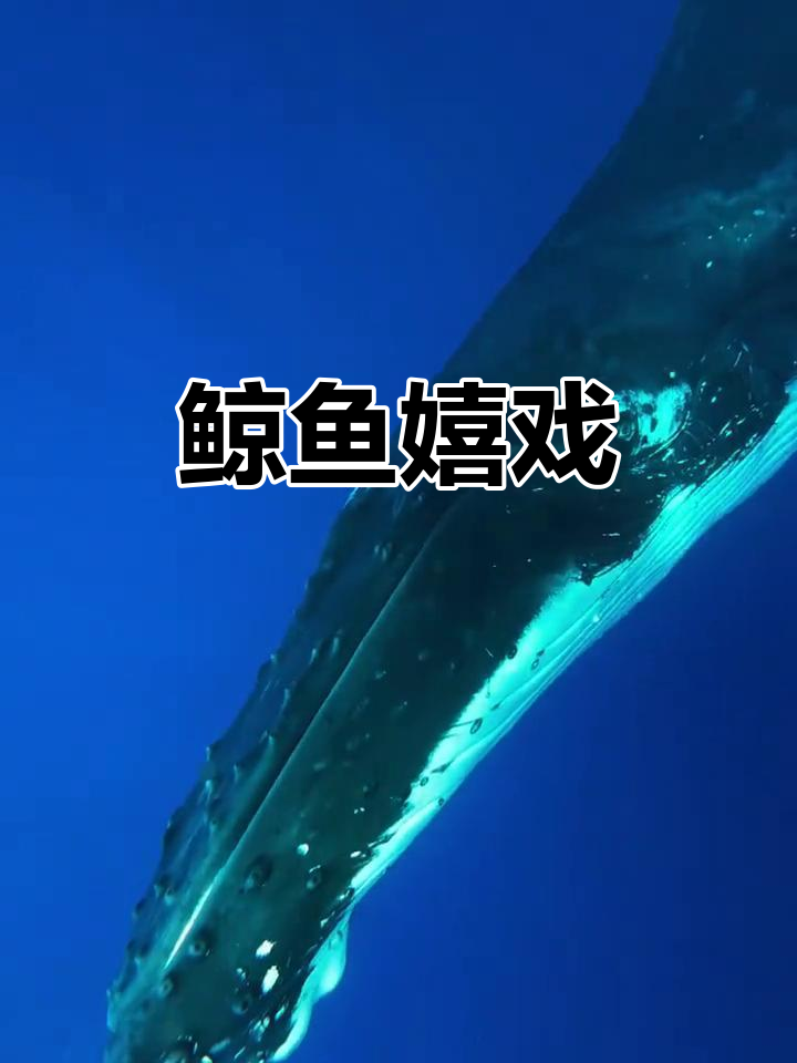 莫雷阿岛鲸鱼欢腾跳跃,尽显自然之美