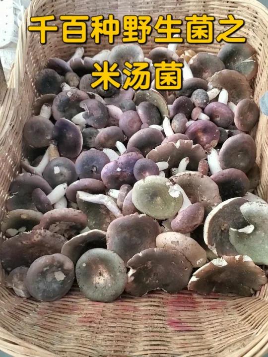 千百种野生菌之米汤菌,口感和青头菌一样