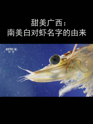 甜美广西:南美白对虾名字的由来