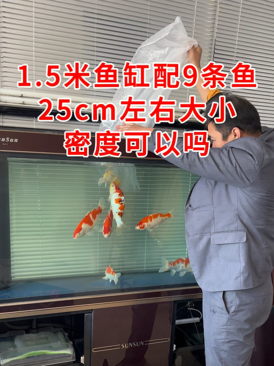 1.5米鱼缸放9条25cm左右的是什么感觉 密度