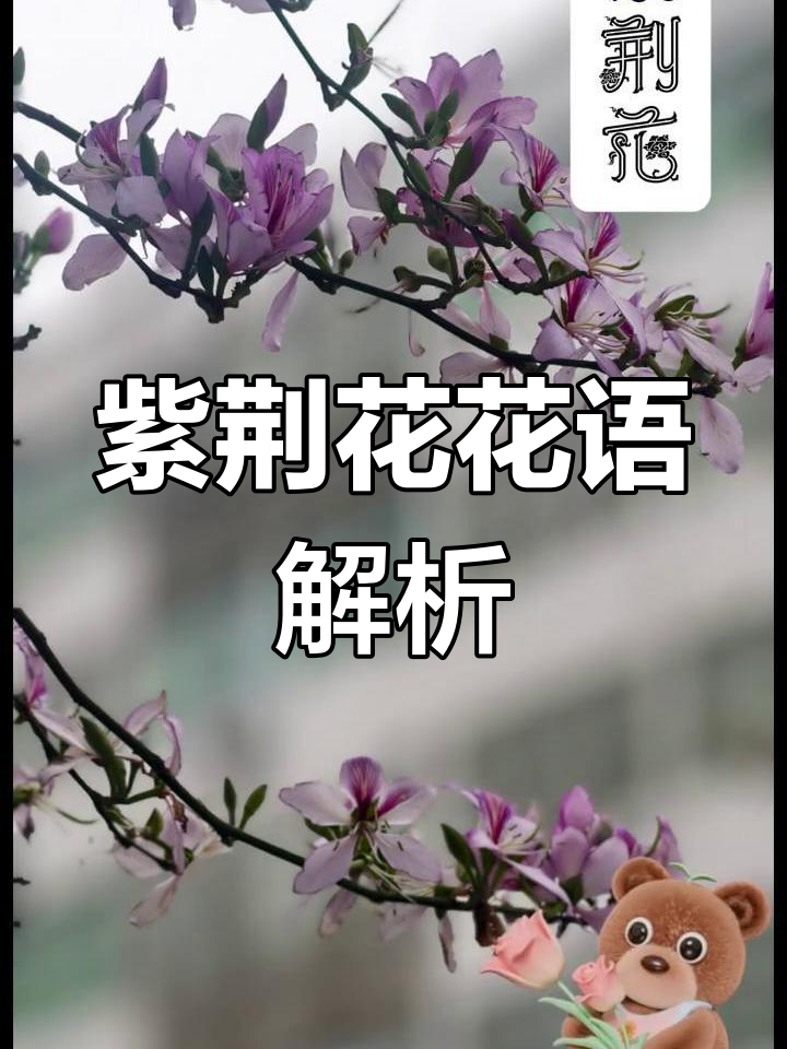 紫荆花象征永恒的爱与和谐,家庭和睦的美好寓意