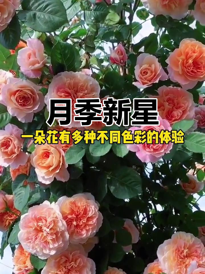 印象派月季,橙色如太阳般耀眼,香气扑鼻!
