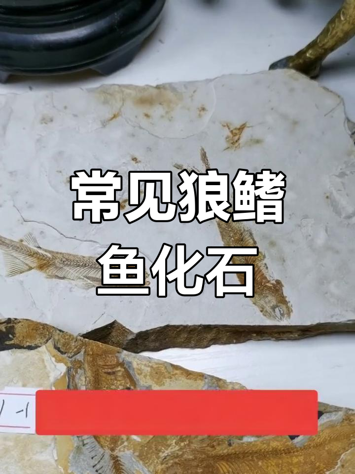 辽金朝阳的狼鳍鱼化石,揭秘古生物奥秘