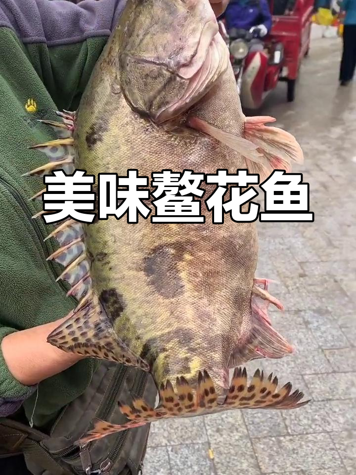 乌苏里江鳌花鱼,肉质鲜美,清蒸红烧皆宜