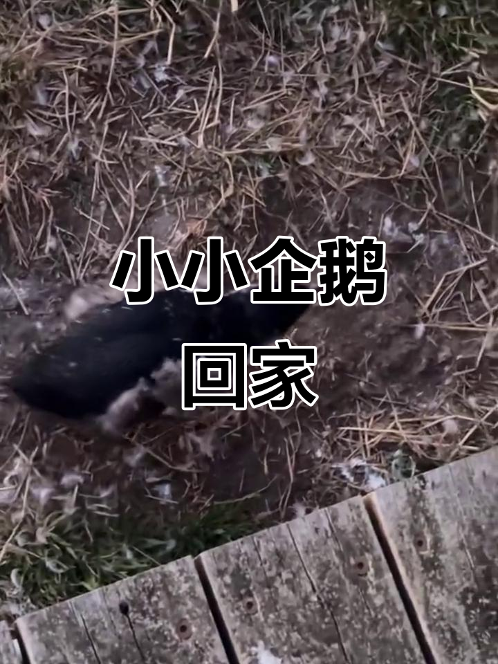 墨尔本看最小企鹅归巢,萌态十足