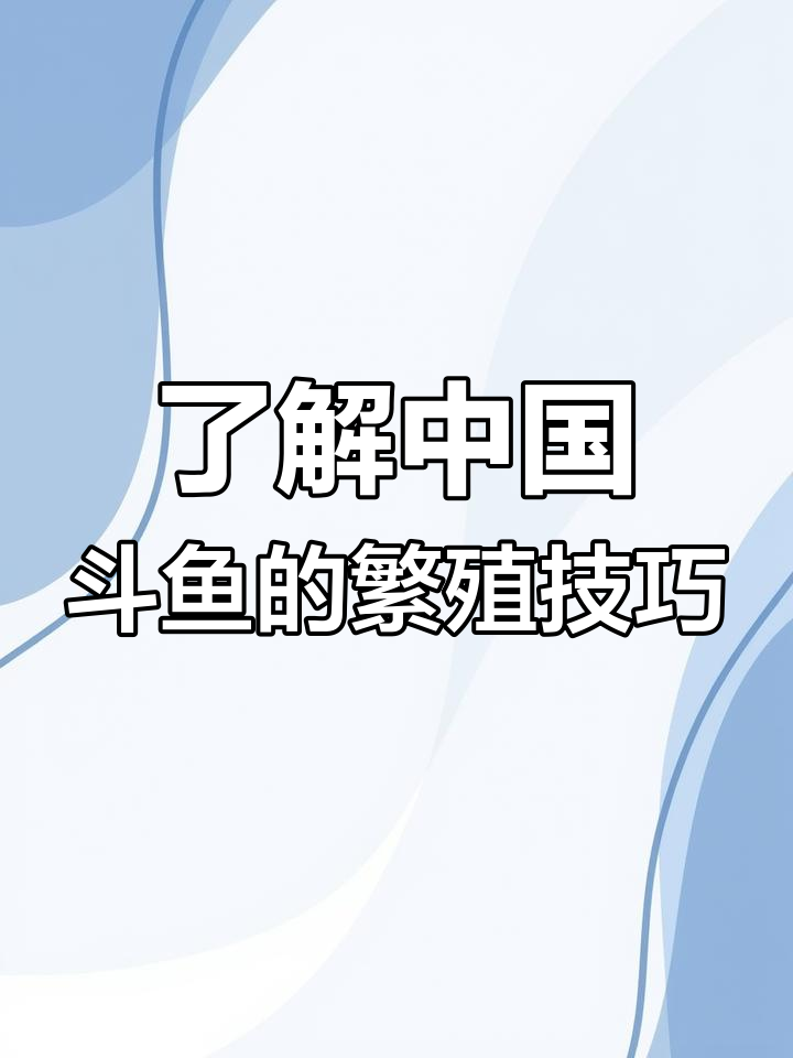 中国斗鱼品种揭秘:巨捕与普查的养殖差异