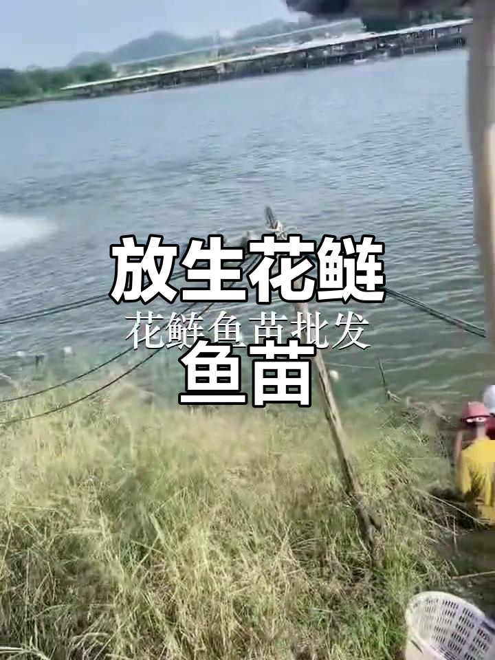 惠州石湾鱼苗场与东莞大朗合作放生,深圳地区也有参与