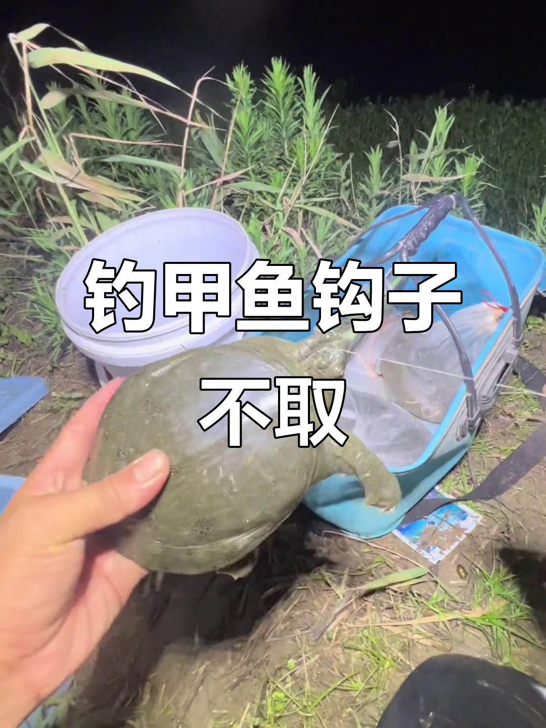 甲鱼钓到后钩子不用取,直接炖火锅更方便