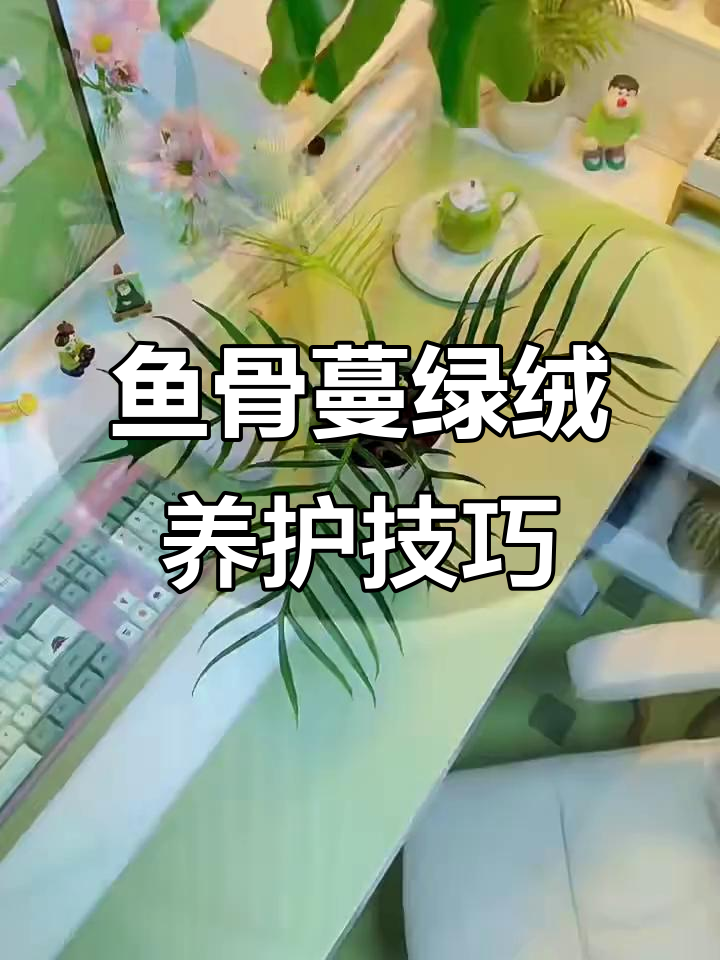 鱼骨蔓绿绒:简约又好养的办公桌植物,轻松度过夏季
