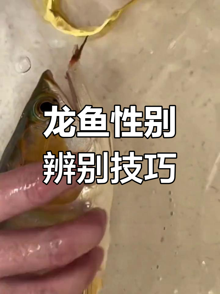 龙鱼公母分辨:从舌头到剪嘴全过程揭秘
