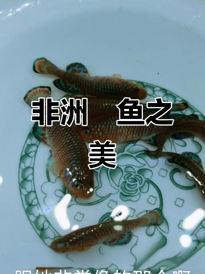 非洲鱂鱼,美丽与知识并存,观赏鱼的独特魅力