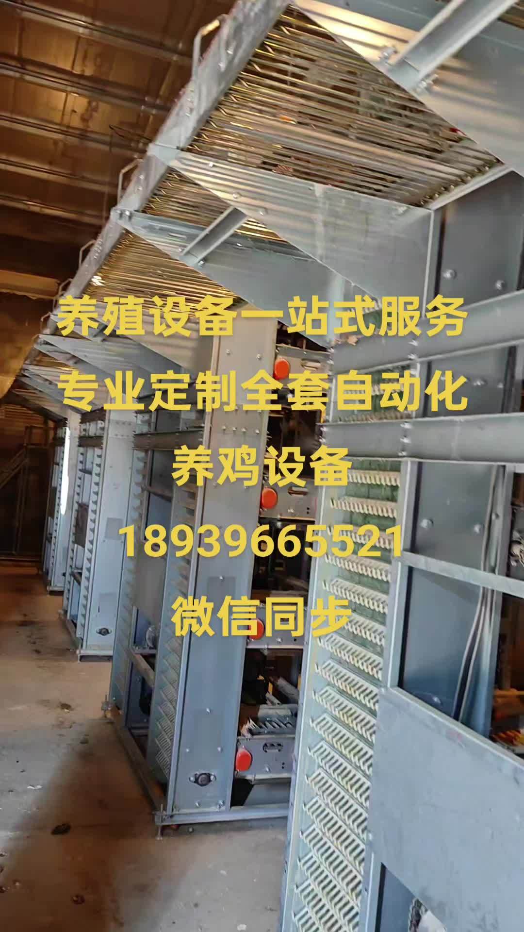 蛋鸡养殖 养殖人加油 专业定制全套自动化养鸡设备 29年专业生产厂家