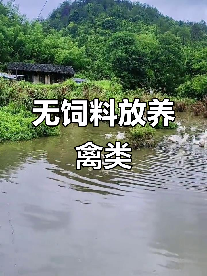 火鸡、番鸭、胡鸭等绿色养殖,无饲料喂养,数量有限
