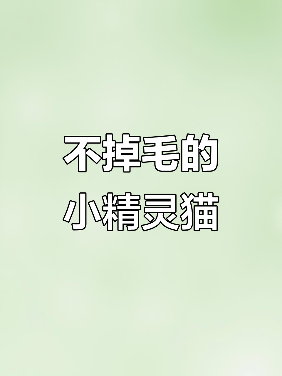 德文猫:不掉毛、聪明又粘人,汤姆猫的梦中情猫