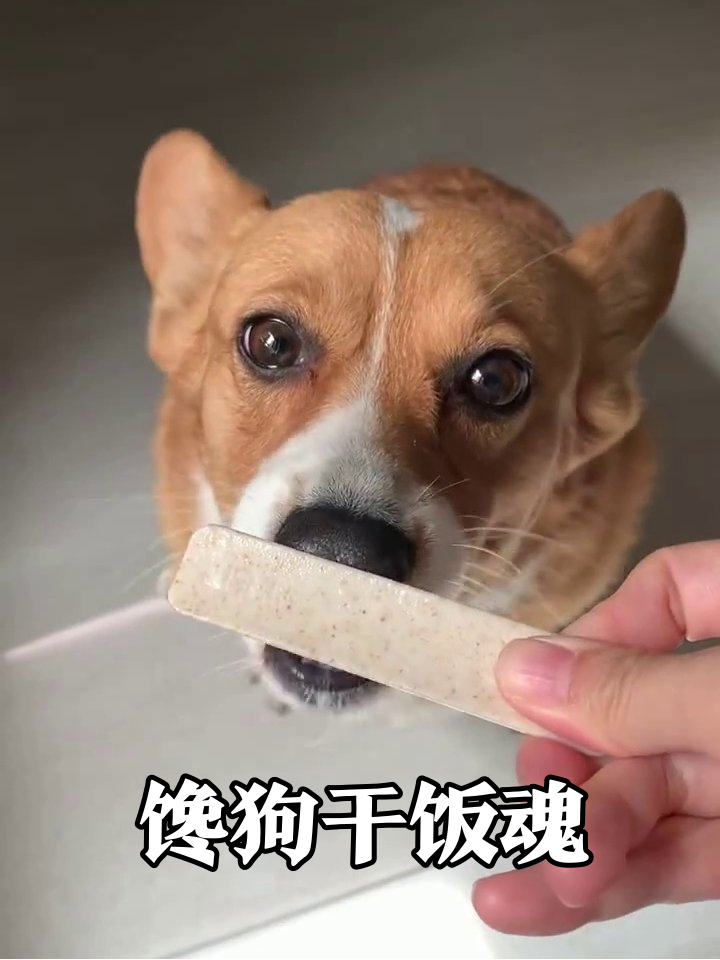 柯基为口吃的秒变表情包:耳朵支棱舌头狂甩,吃完emo求续杯