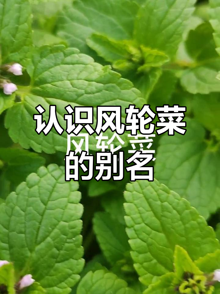 风轮菜：一种你可能没听说过的野草，竟然有这么多名字！
