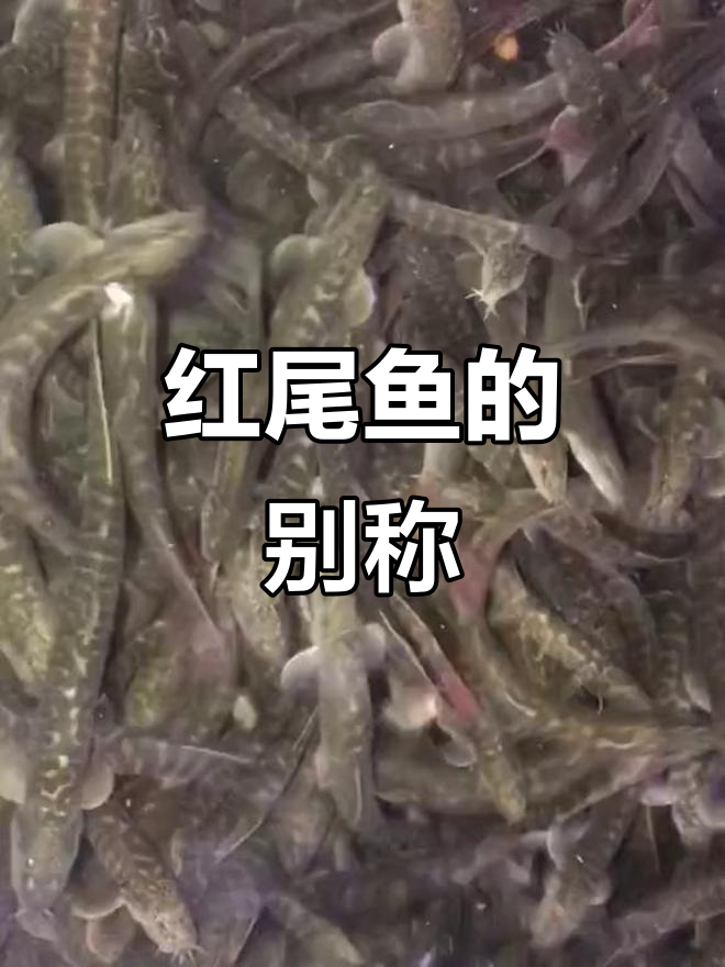 见过这种鱼吗?红尾巴,钢鳅的别名,你们那儿怎么叫它呢?
