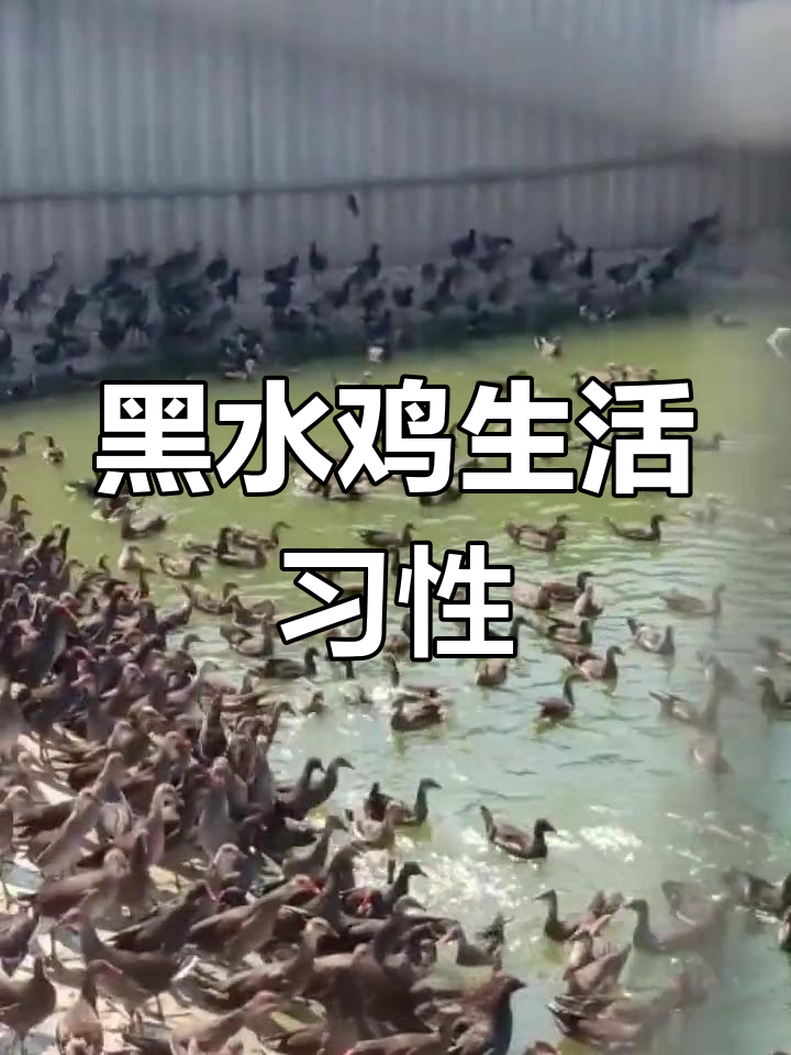 黑水鸡养殖全攻略