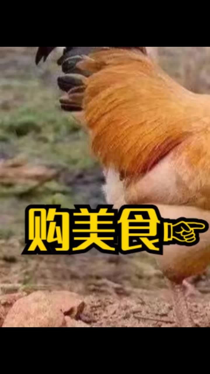 上热门 你们有没有觉得菜市场买回来的猪肉越来越没有肉味了,是不是特别怀念小时候吃的猪肉。猪