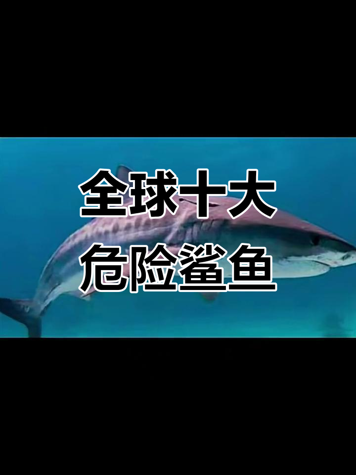世界十大最恐怖鲨鱼,看看你怕不怕?