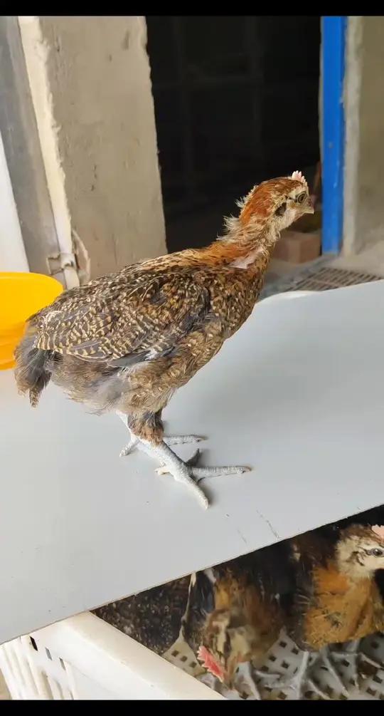 开棚卖鸡,崇仁麻土鸡,最适合散养的跑山鸡品种,疫苗齐全,有没有需要的呀养鸡脱温鸡