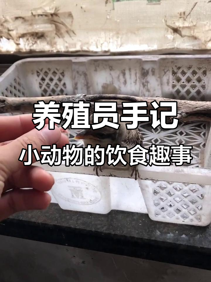 小动物们的治愈日常:只吃肉的它们,竟然有这些反应