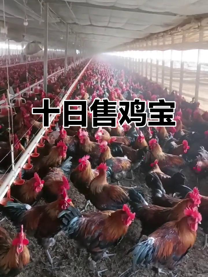 十天卖两棚鸡宝,赚得盆满钵满