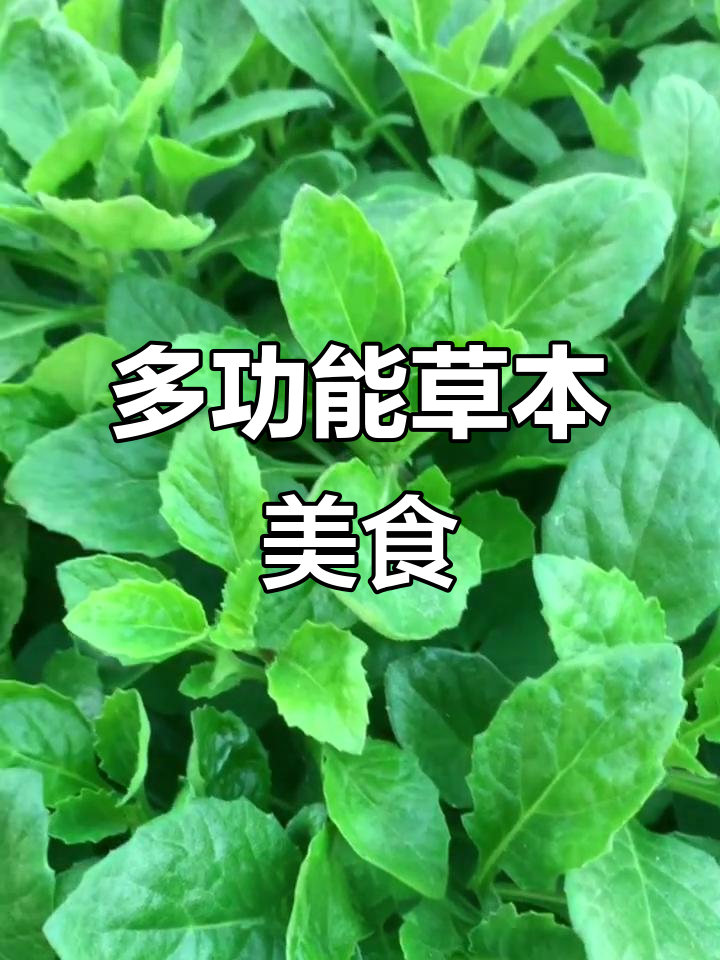 片仔癀草口感独特,富含纤维和维生素,多种吃法任选