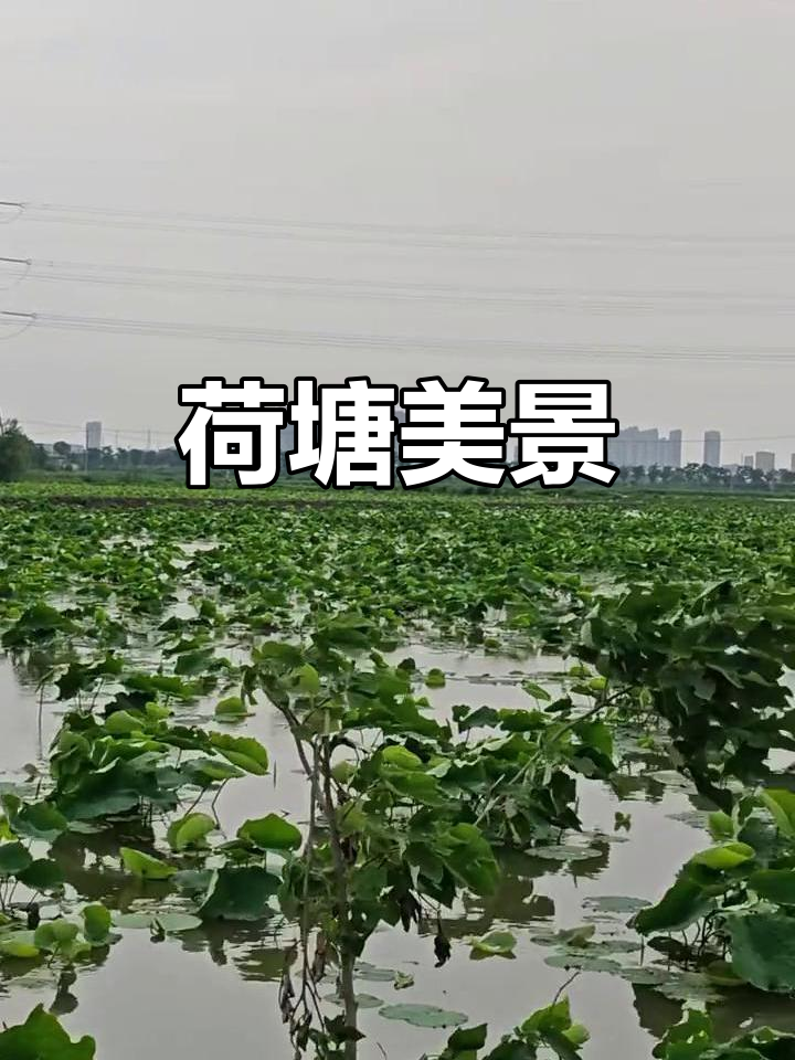 荷香四溢,鱼儿戏水,山水如画