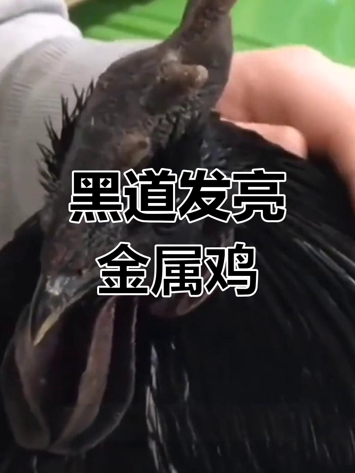 印尼黑鸡“兰博基尼”天价出售,土豪争相抢购