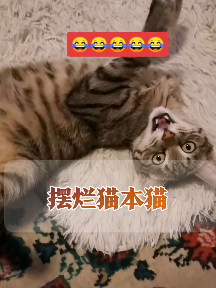 虎斑猫躺成猫饼,被摸肚肚秒变表情包,张嘴露牙超会装