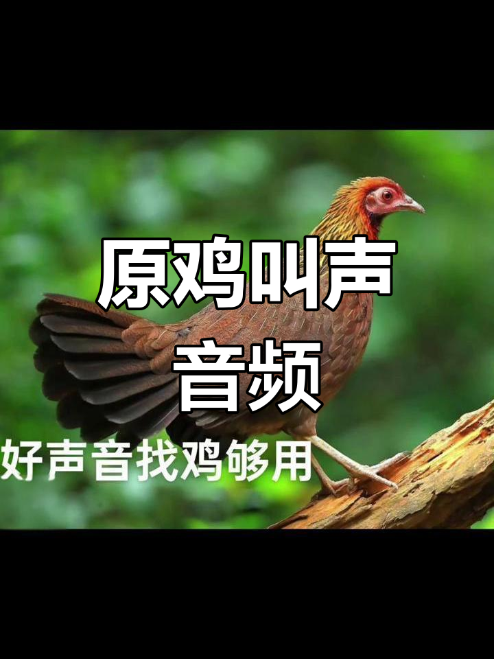 原鸡母鸡叫声大合集,听!