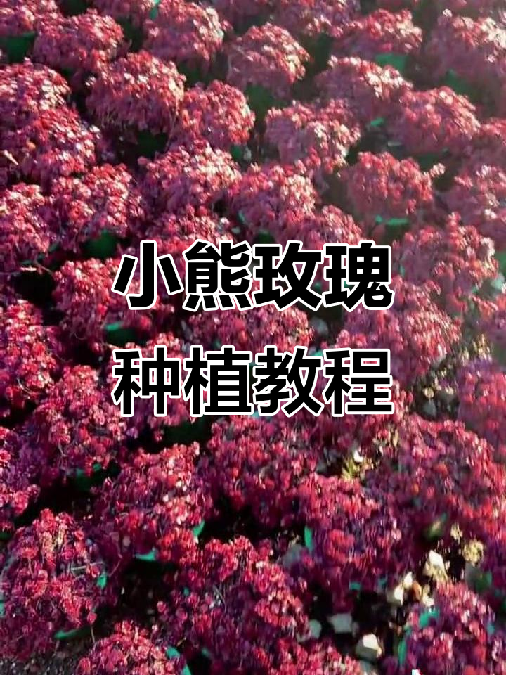 多肉植物养护技巧大公开,轻松学会种好小熊玫瑰
