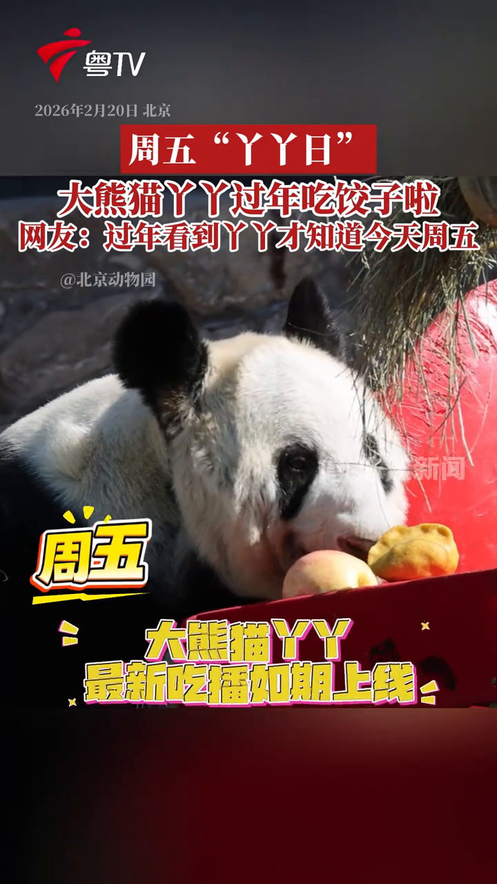 周五“丫丫日” 大熊猫丫丫过年吃饺子啦