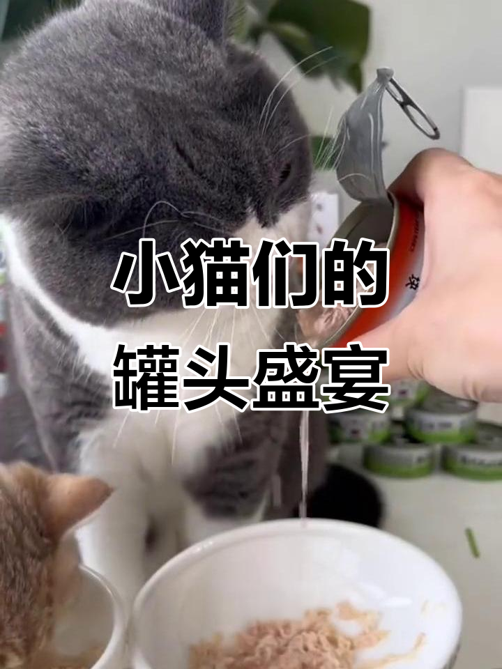 猫咪们快来吃大块吞拿鱼和鸡肉,营养满满的高汤等着你们