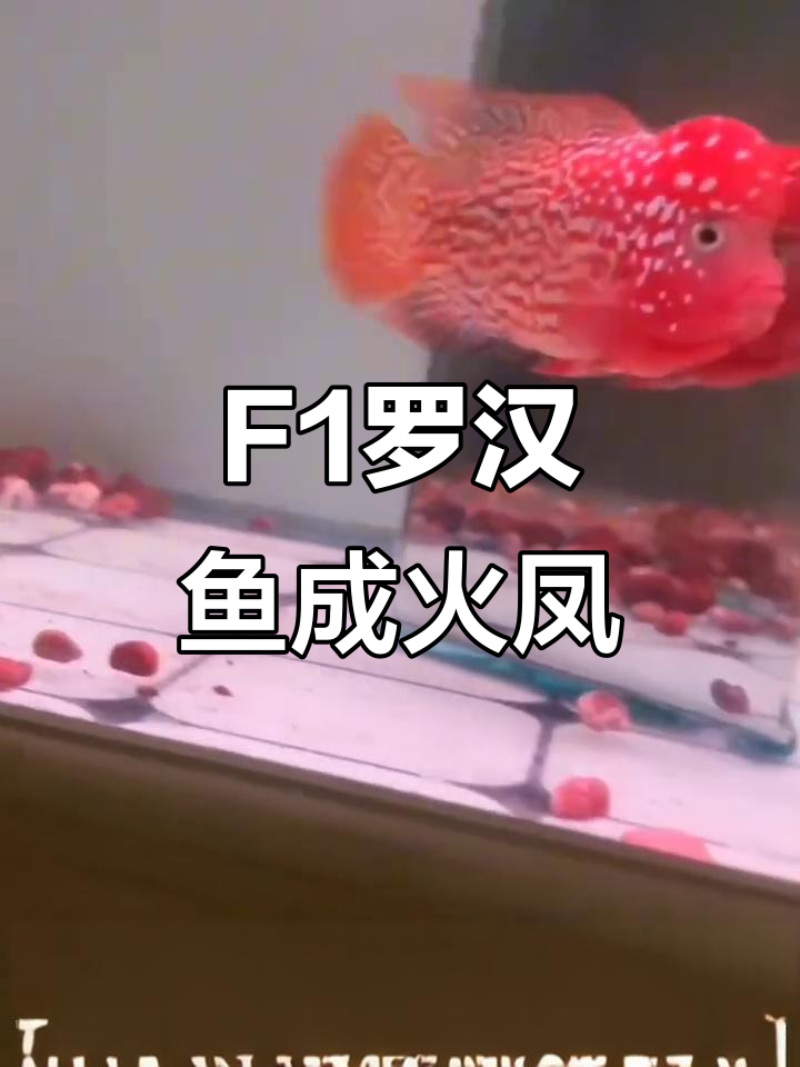 金花F1罗汉鱼变火凤，成长之路充满惊喜