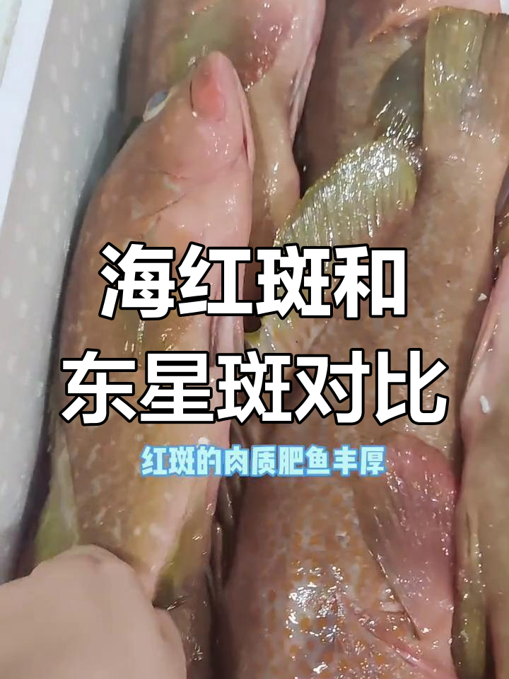 四大鱼王之海红斑与东星斑,哪个更好吃?