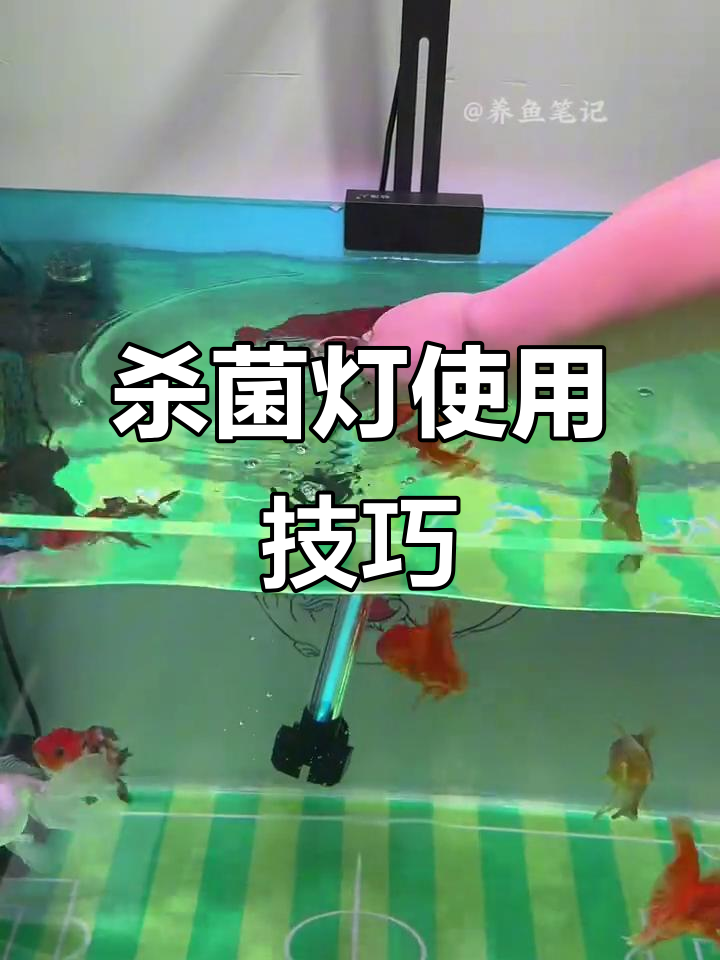 杀菌灯放置有诀窍,避免直接接触鱼缸,水清鱼活更长久