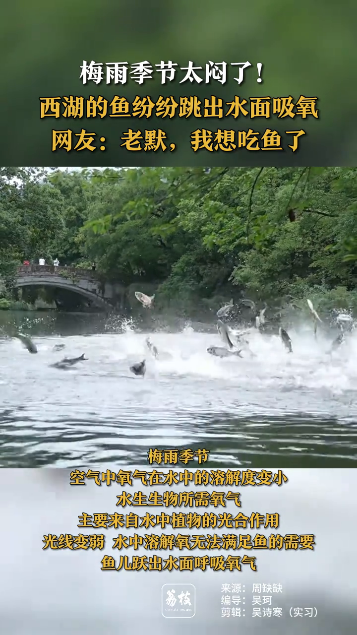 梅雨季节太闷了!西湖的鱼纷纷跳出水面吸氧