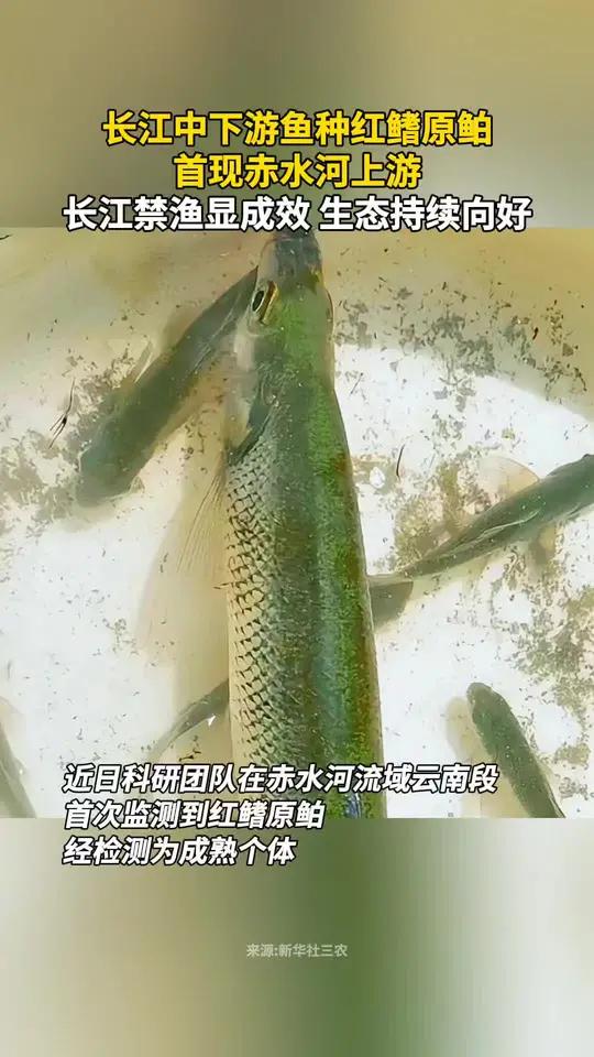长江中下游鱼种红鳍原鲌,首现赤水河上游,长江禁渔显成效,生态持续向好