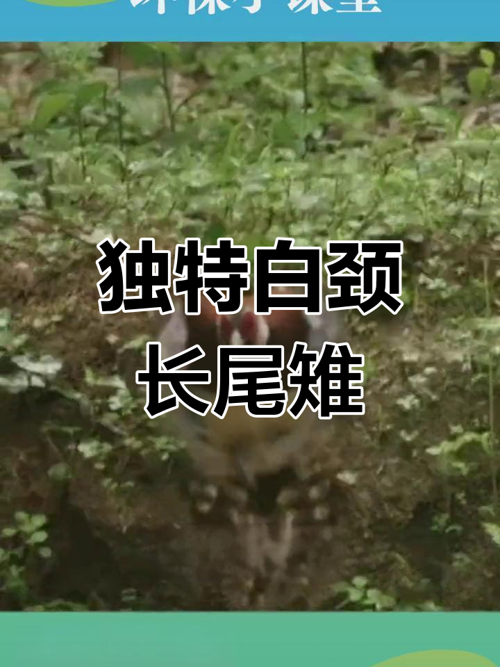 白颈长尾雉:广东珍稀鸟类
