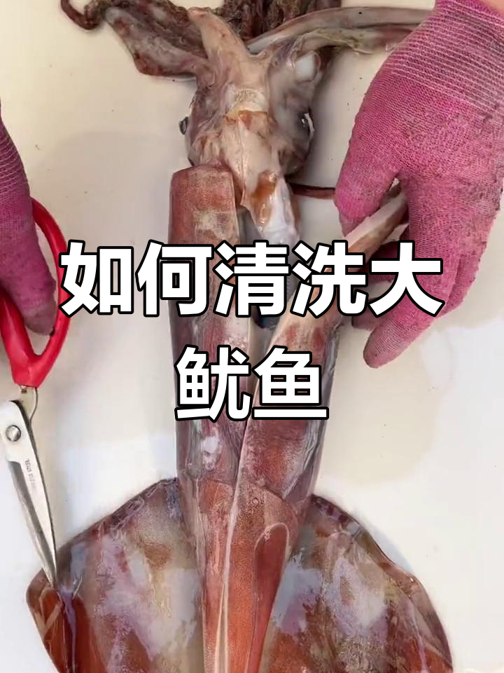 清理大鱿鱼全流程,教你轻松去腮、墨囊和软骨