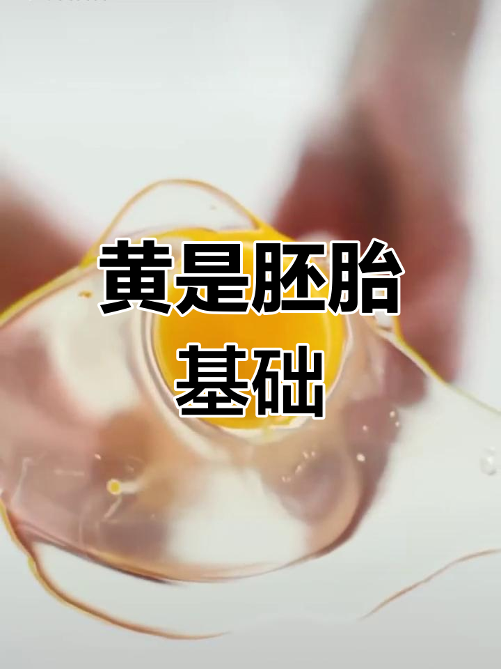 鸡蛋里的蛋黄不是未发育小鸡